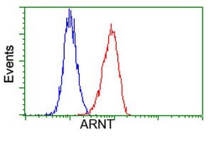 ARNT / HIF-1-Beta Antibody (clone OTI1D1)