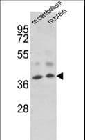 EN2 Antibody (aa243-271)