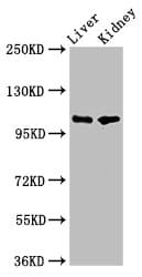 Polyclonal Rabbit anti-Human PEAR1 Antibody (IHC, IF, WB)