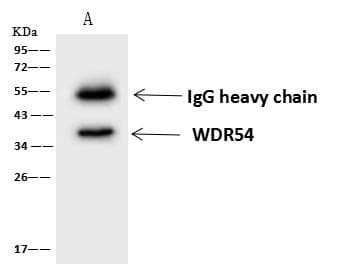 WDR54 Antibody