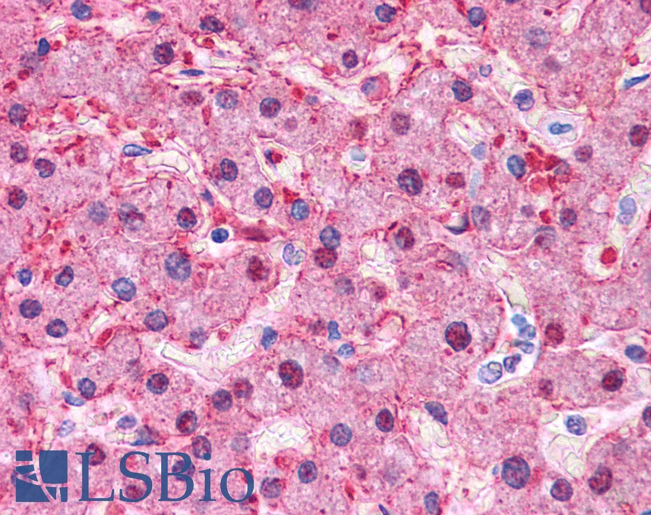 ARG1 / Arginase 1 Antibody (N-Terminus)