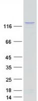 Human SMARCA5 / SNF2H Protein (Recombinant Myc-DDK (Flag))