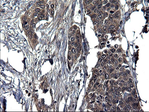 Monoclonal Mouse anti-Human SCRN1 / Secernin 1 Antibody (clone OTI1F2, IHC, WB)