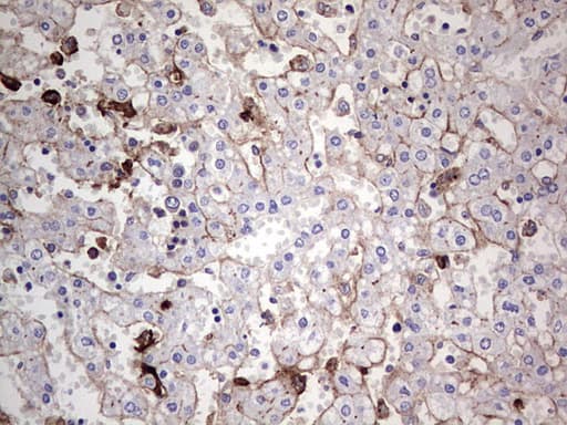 TACC2 Antibody (aa727-1026, clone OTI1C3, Carrier-free)
