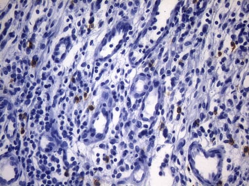c-Kit / CD117 Antibody (aa27-308, clone UMAB216)