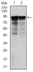 NF-L / NEFL Antibody (clone 1H3)