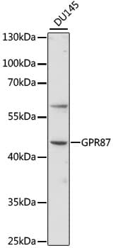 GPR87 Antibody