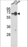 HNRNPL / hnRNP L Antibody (aa249-277)