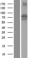 Human DYNC1I1 Protein (Over-Expression Lysate Myc-DDK (Flag))