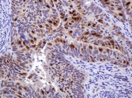 MGMT Antibody (clone OTI4E6, Carrier-free)