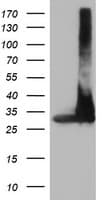 PSMA4 Antibody (clone OTI5D8)