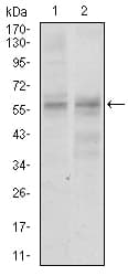 GNL3 / NS / Nucleostemin Antibody (aa1-226, clone 2C8D5)