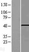PHF10 Protein (Over-Expression Lysate Myc-DDK (Flag))
