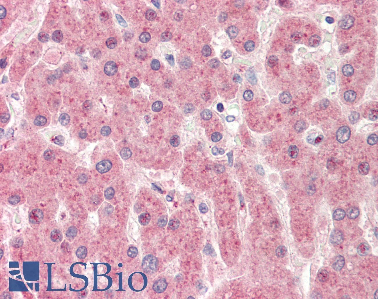 ZGPAT Antibody (aa254-303)