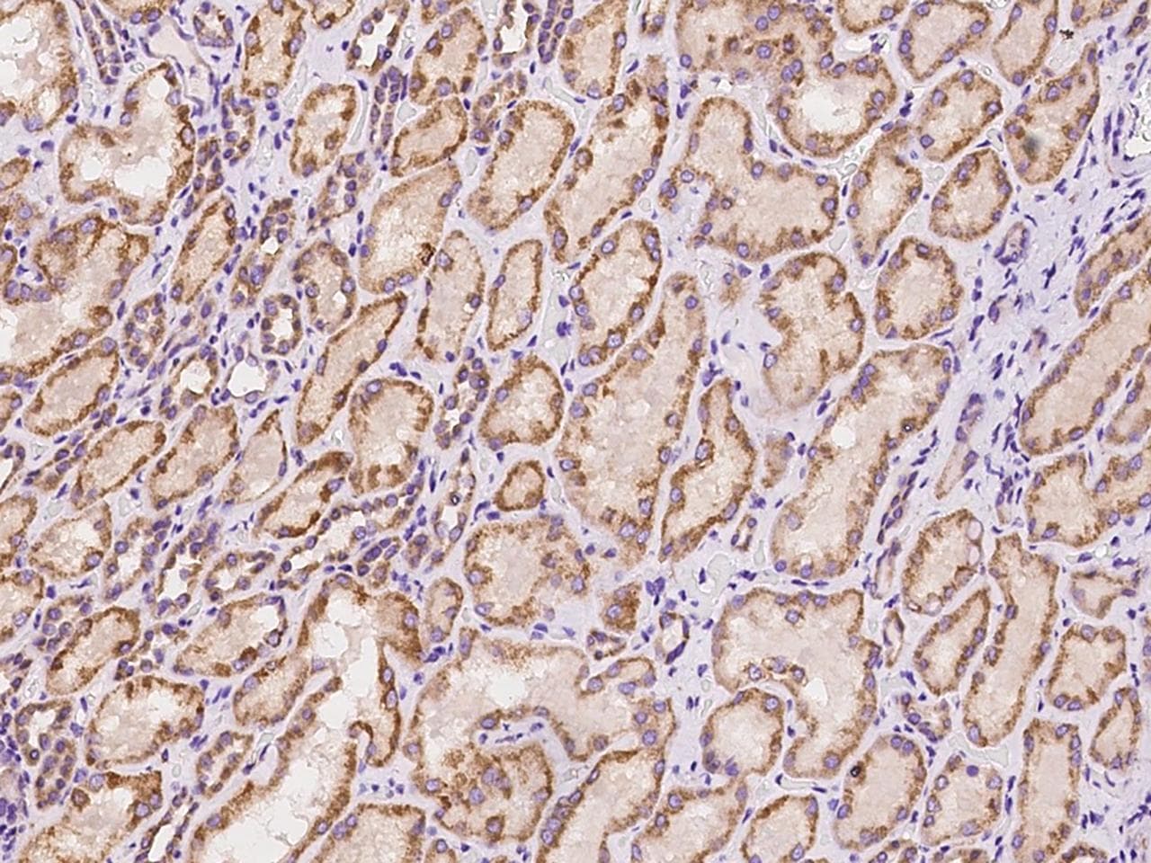 NIX / BNIP3L Antibody (Preservative Free)