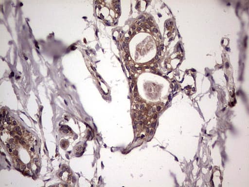 UFD1L Antibody (clone OTI8G6)