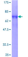Human SPSB3 Protein (Recombinant GST)