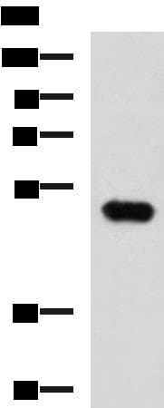 FOXQ1 Antibody