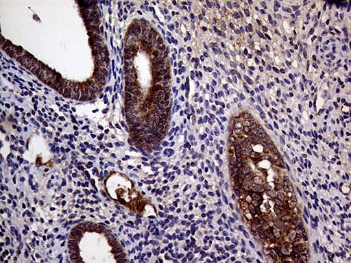 Monoclonal Mouse anti-Human STX18 / Syntaxin 18 Antibody (clone OTI3D7, aa1-285, IHC, WB)