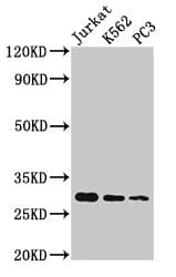 HIST1H1D Antibody
