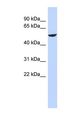 ZNF154 Antibody (aa35-84)