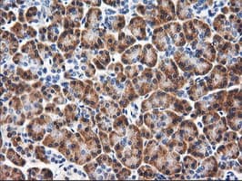 RGS16 Antibody (clone OTI3F3)