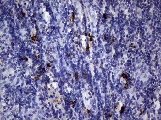 NKX3-1 Antibody (clone OTI1C2)