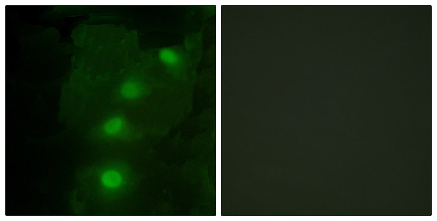 ALX3 Antibody (aa171-220)