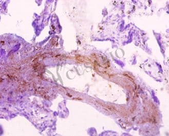 SNX20 Antibody (FITC)