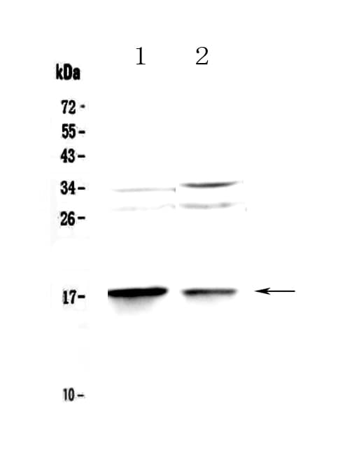 MAP1LC3A / LC3A Antibody