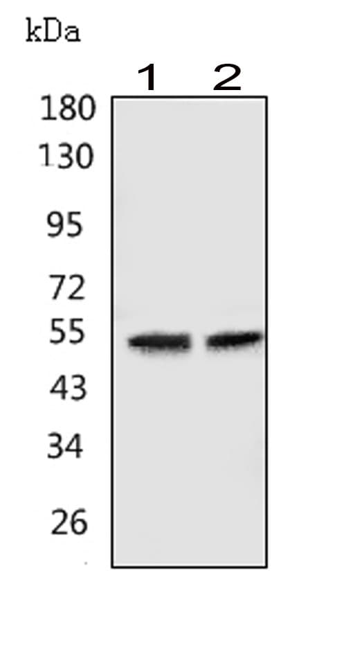 Polyclonal Rabbit anti-Human GABRA1 Antibody (aa440-456, IHC, WB)
