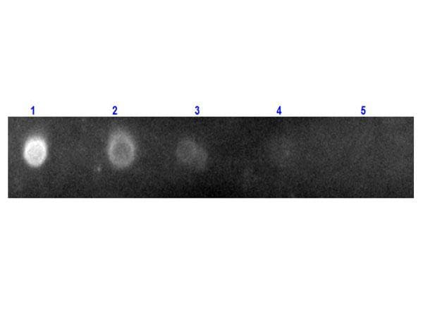 Donkey Anti-Rabbit IgG Secondary Antibody (TRITC)