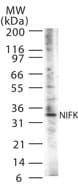 Polyclonal Rabbit anti-Mouse NIFK / MKI67IP Antibody (aa75-90, WB)