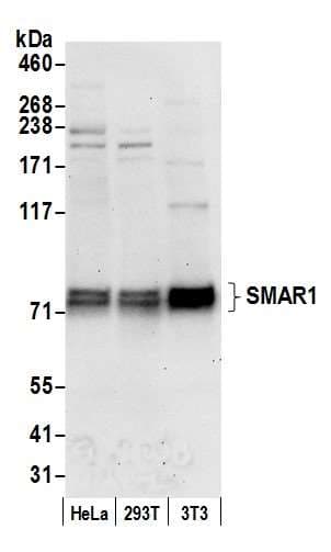BANP Antibody (aa425-C-term)