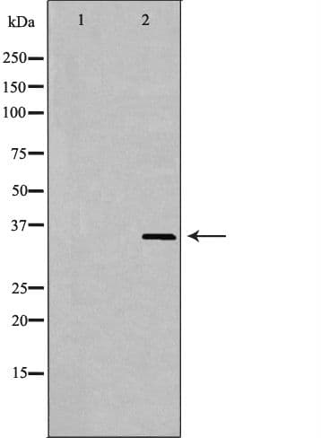 MLST8 / GBL Antibody