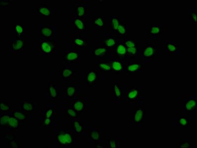 HIST1H2AI Antibody