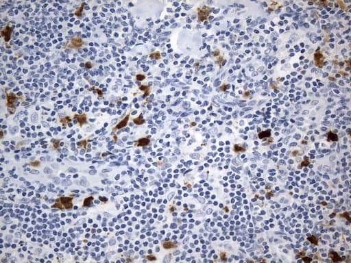 IDO1 / IDO Antibody (clone UMAB252)