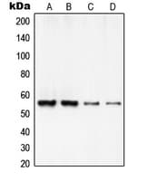 RCC2 Antibody (C-Terminus)