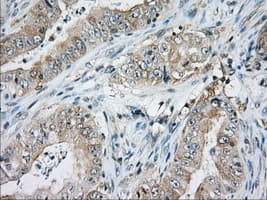 CD5 Antibody (clone OTI7A7)