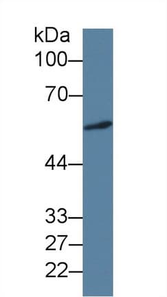 ICA69 / ICA1 Antibody (clone C10, APC)