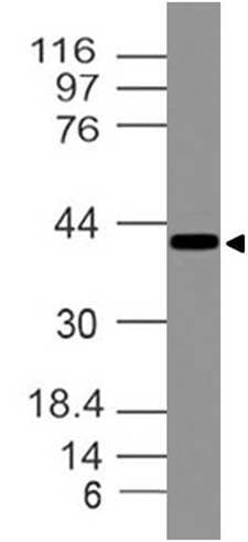 Monoclonal Mouse anti-Human ATXN3 / JOS Antibody (WB)