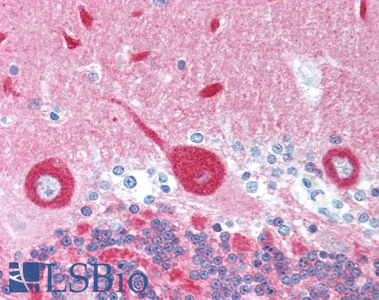 IHC-plus™ NCS1 / Neuronal Calcium Sensor Antibody