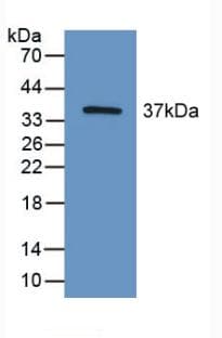 HIF2A / EPAS1 Antibody (aa21-336)