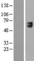 TTYH2 Protein (Over-Expression Lysate Myc-DDK (Flag))