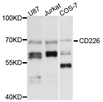 DNAM-1 / CD226 Antibody
