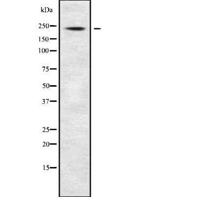 ABCA7 Antibody