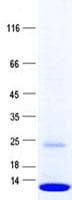 Human COX7B Protein (Recombinant His, N-Terminal)