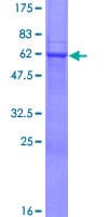 Human STX4 / Syntaxin 4 Protein (Recombinant GST)