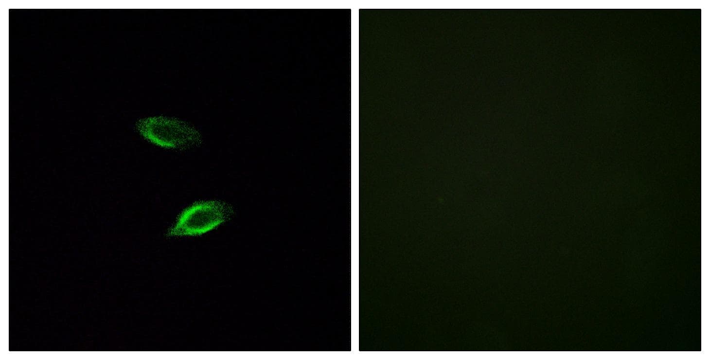 Polyclonal Rabbit anti-Human GPR157 Antibody (IF, WB)