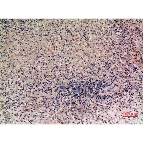 XCL1 / Lymphotactin Antibody (51-100 aa, Internal)